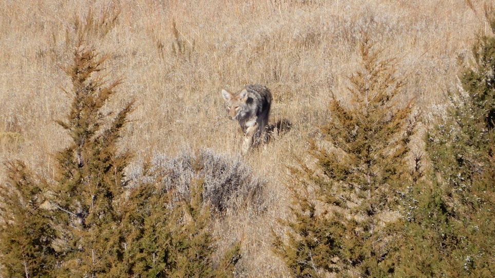 Understand Home Ranges, Kill More Coyotes