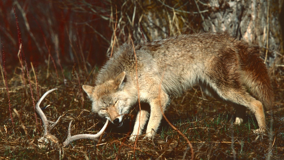 Hunting Tip: Get Secrets From Coyote Poop