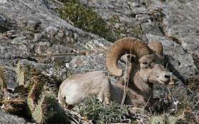 CDFW Investigating Die-Off of Desert Bighorn Sheep