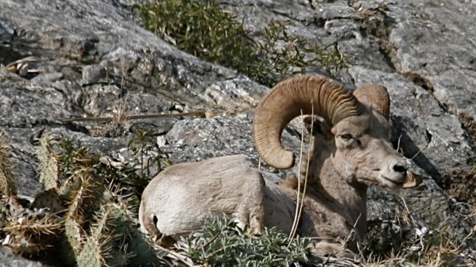 CDFW Investigating Die-Off of Desert Bighorn Sheep