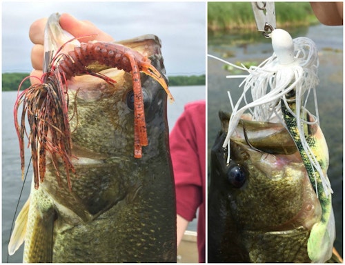 Left: Bio Bait AmeriCraw (5 inch) rigged on an All-Terrain Grassmaster Jig. Right: Bio Bait DNA SwimBait (3.75 inch) rigged on a Z-Man Chatterbait.