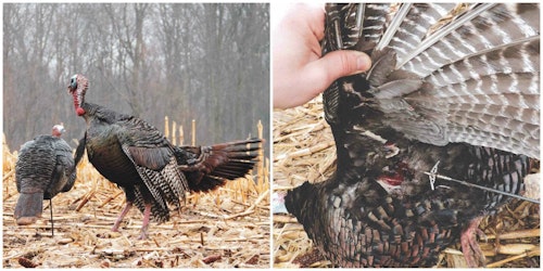 Mechanicals with large cutting diameters are ideal for body shots on turkeys.