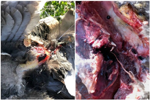 The author’s SEVR broadhead did massive damage to a fall turkey; it opened a wide hole and even broke a wing bone.