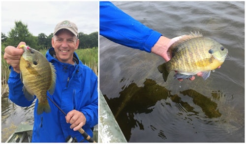The author with a 10-inch, 1-pound bluegill. It was immediately released after taking a couple quick photos.