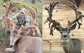 Record Velvet Mule Deer Certified by Pope & Young