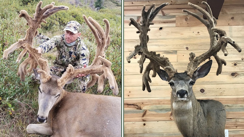 Record Velvet Mule Deer Certified by Pope & Young