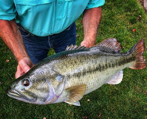 Instagram caption from Bruce Condello: “Jimmy Lawrence created this insanely accurate largemouth bass replica. I'm just so amazed.”