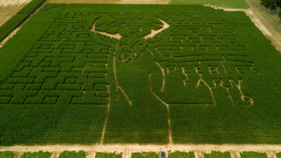 Deer-Themed Corn Maze