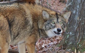 Coyotes Becoming A Common Sight In New Jersey Suburbs