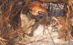Coyote hunting with hounds is different, exciting