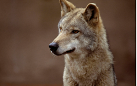 How Does Canine Distemper Affect Coyotes and Foxes?