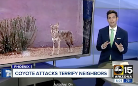 What's Going on With All These Coyote Attacks?