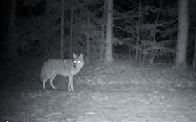 Alabama Goes Nocturnal on Predators