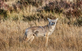 How To Be A Coyote-Hunting Weekend Warrior