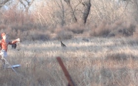 VIDEO: Coyote Pursues Wild Turkeys
