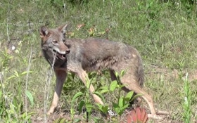 Cash for Coyotes: Do Bounties Work?