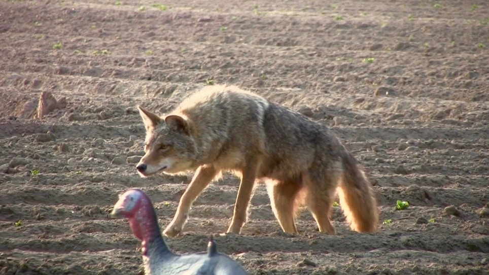 Top 3 tips for taking coyotes while hunting turkeys