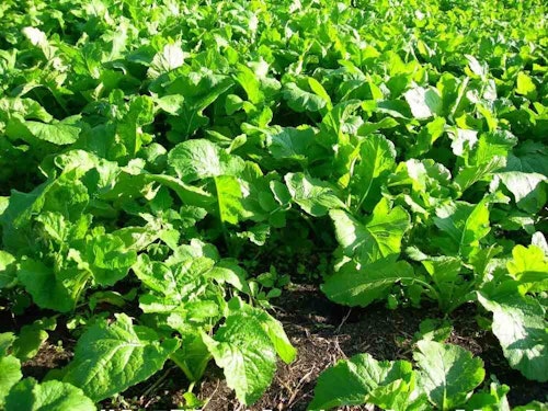 With an average crude protein content of 24 to 38 percent (depending on the cultivar and stage of growth) and TDN (total digestible nutrients) of over 70 percent, it’s no wonder deer love brassicas.