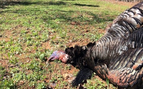 How to Plant Wild Turkey Food Plots