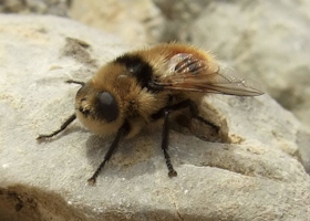 Deer Botfly, which lays eggs that hatch in a deer's nasal cavity where the larvae grow in the warm, moist conditions. (Photo: Wiki, Karsten Heinrich)