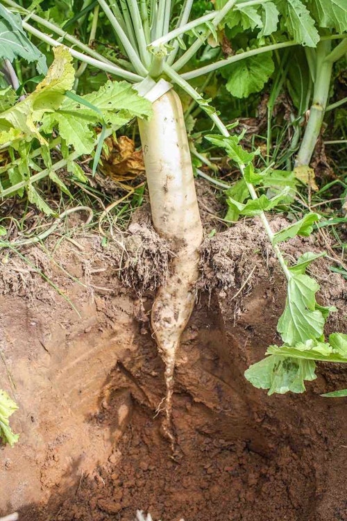The taproot of a daikon radish is like nature’s rototiller. It can break through compacted soil to open up channels for water and roots to penetrate. 