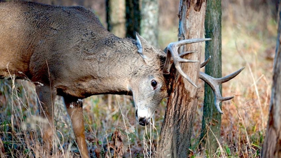 14 Things You Didn’t Know About Buck Rubs