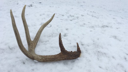 Late-winter and early spring are ideal times to search for shed antlers in the North and Midwest because almost all of the bucks have shed and the antlers are easy to spot on shallow snow.