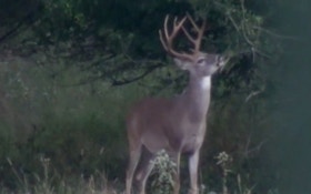 Minnesota Firearms Hunters Register 102,000 Deer