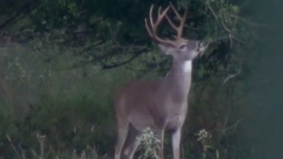 Minnesota Firearms Hunters Register 102,000 Deer