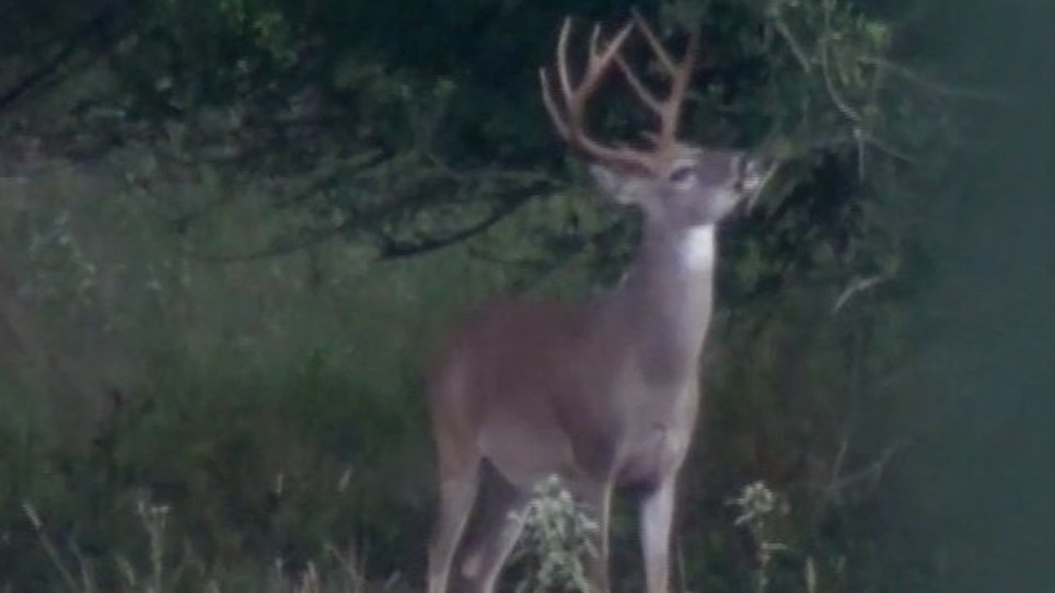 Missouri Officials, Hunters Seeing Fewer Deer