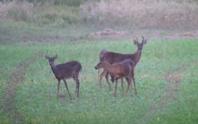 Michigan Deer Harvest Down During Firearm Season