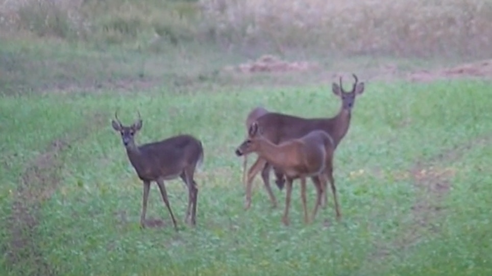 Michigan Deer Harvest Down During Firearm Season