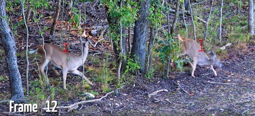 The video at the end of this article details what’s happening in this screen-shot. Both deer are the same distance from the shooter, and when the string is released, the deer on the left has its head up while the other has its head down. The difference in total drop between the two deer is significant.