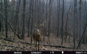 Does Human Urine Spook Whitetails?