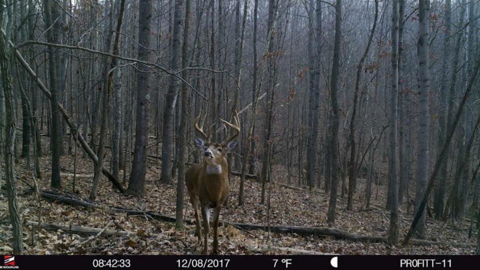 Does Human Urine Spook Whitetails?