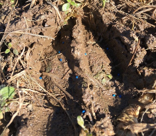 The blue-colored clover seed shown here is easy to see, which helped the author spread it evenly and thoroughly while frost seeding during March 2020.