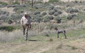 Train Your Hunting Dog One Skill At A Time
