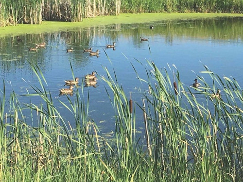 Unchecked predator populations in the prairie pothole regions of the Dakotas can have a negative effect on waterfowl recruitment as they target nesting hen ducks.
