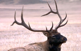 West Virgina Gets Land For Elk Restoration