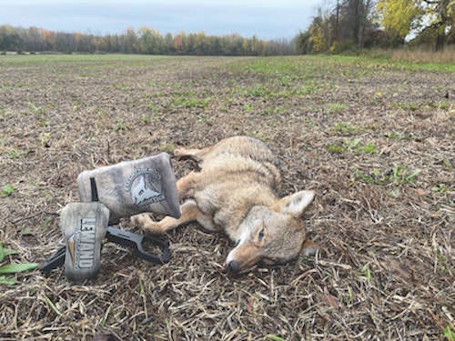 It is always thrilling when a coyote comes to your call. To have it come to a sequence that you orchestrate makes the hunt even better.