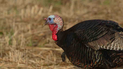 Field to Feast: 3 Easy Wild Game Recipes for the Weekend