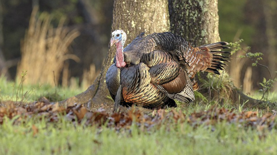 Declining Turkey Numbers Cause for Concern in Southeast