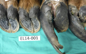 First Case of Hoof Disease Found in Idaho Elk