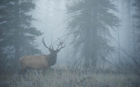 Elk Hunters: Forget That 10 Percent Success Rate