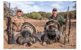 Gould’s Turkeys, Rancho Mababi — WHY?