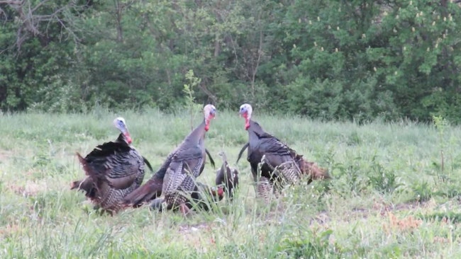 Top Wild Turkey Hunting Video of Spring 2022