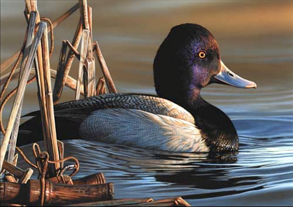 Delaware Artist Wins Federal Duck Stamp Art Contest