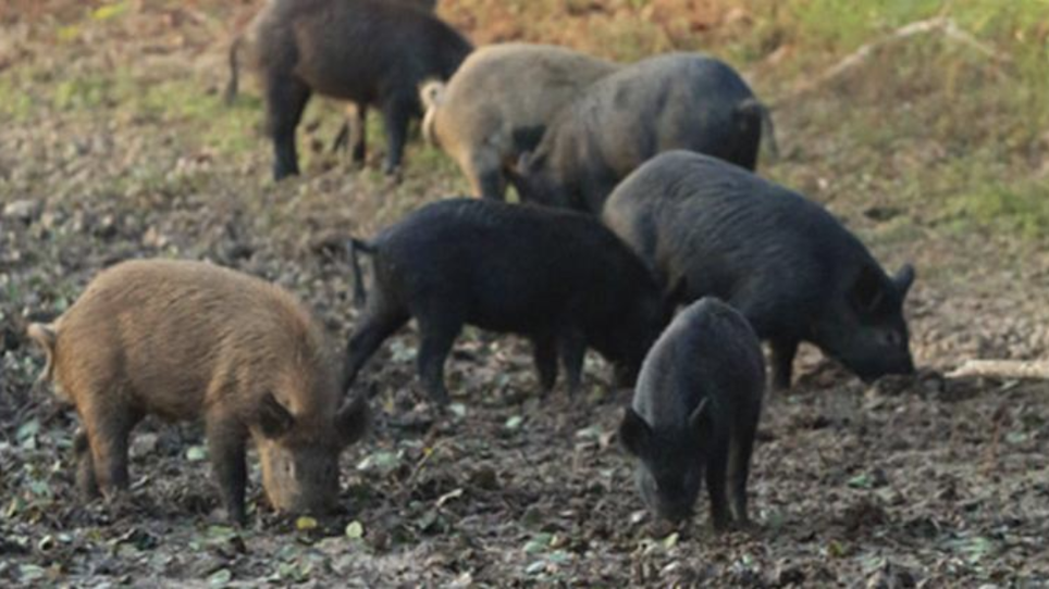 17 Facts About Feral Hogs