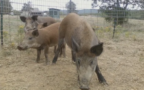 Will Missouri's War Against Feral Hogs Work?