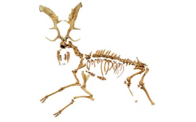 Ancient Deer Wound Suggests Neanderthals Hunted at Close Range